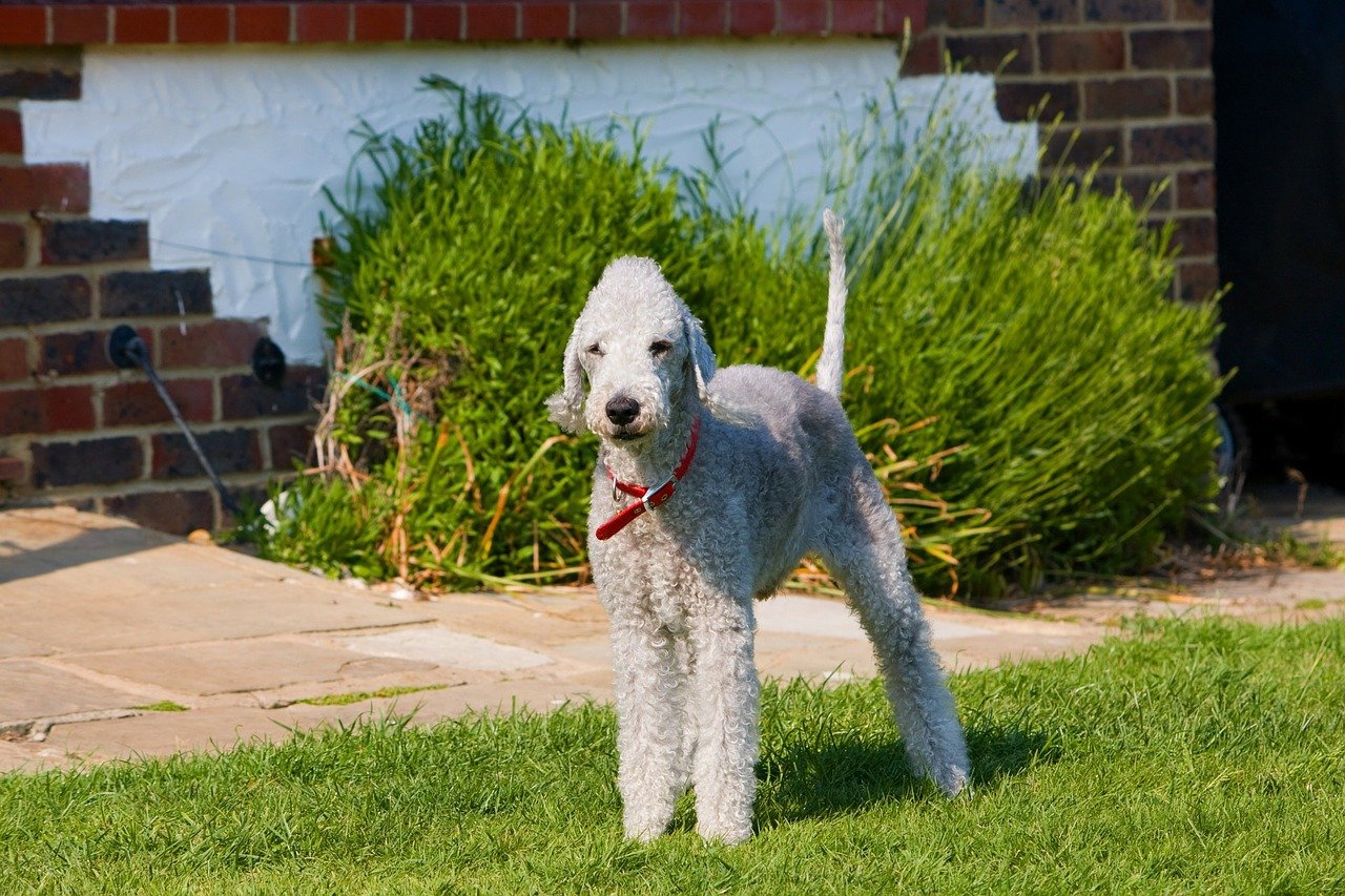 hypoallergenic-dog-breeds