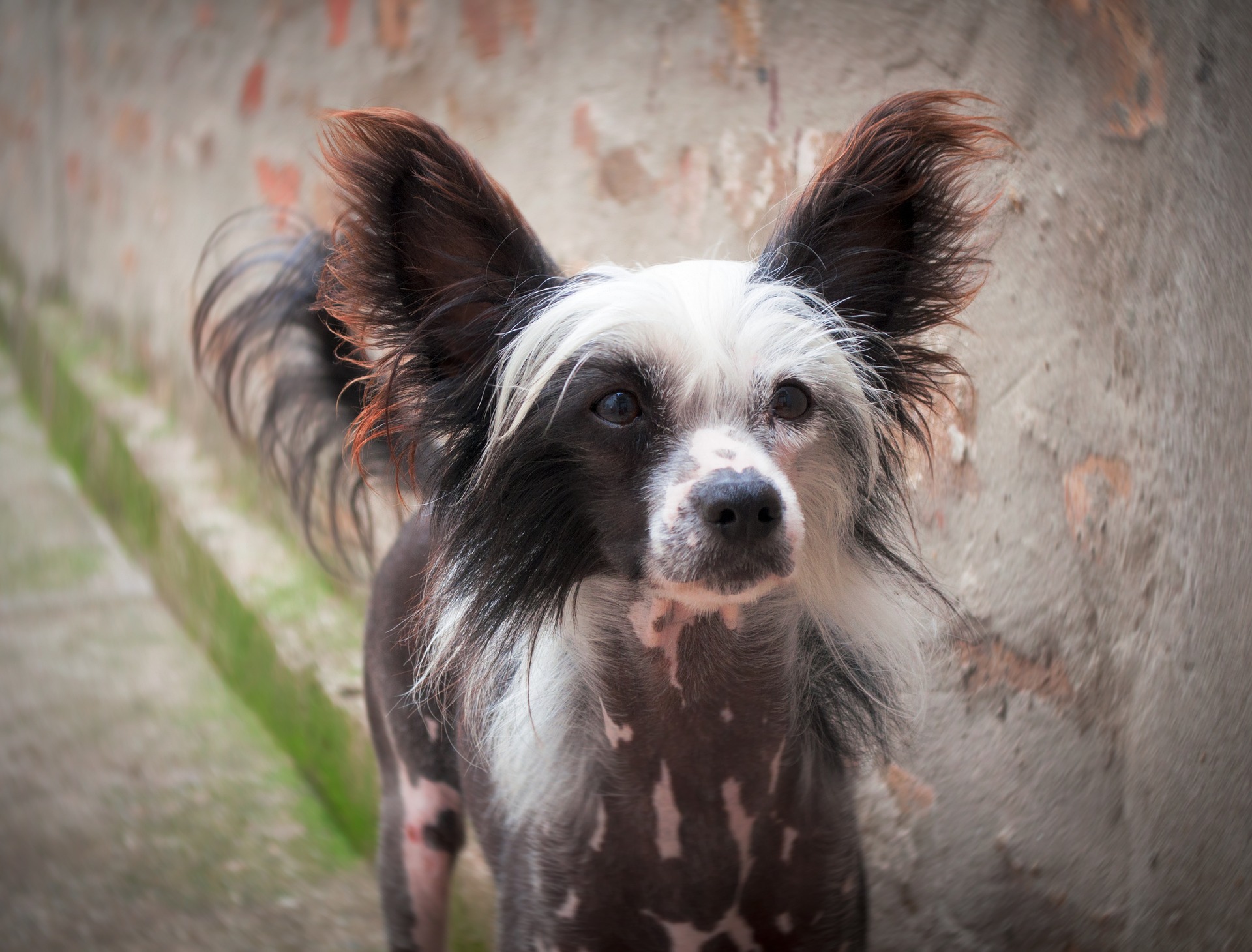 hypoallergenic-dog-breeds