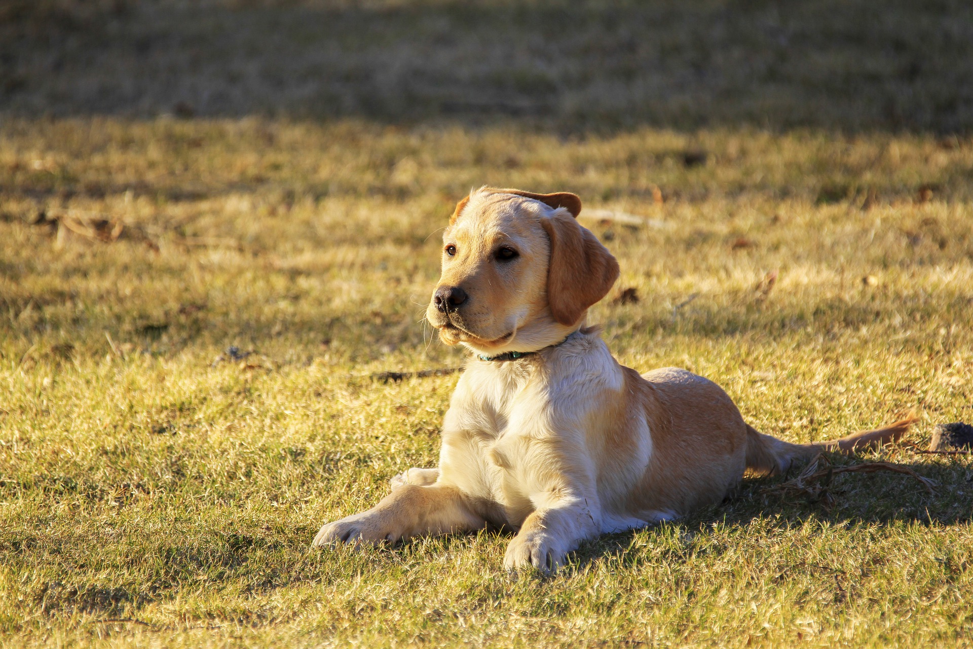 autism-service-dog