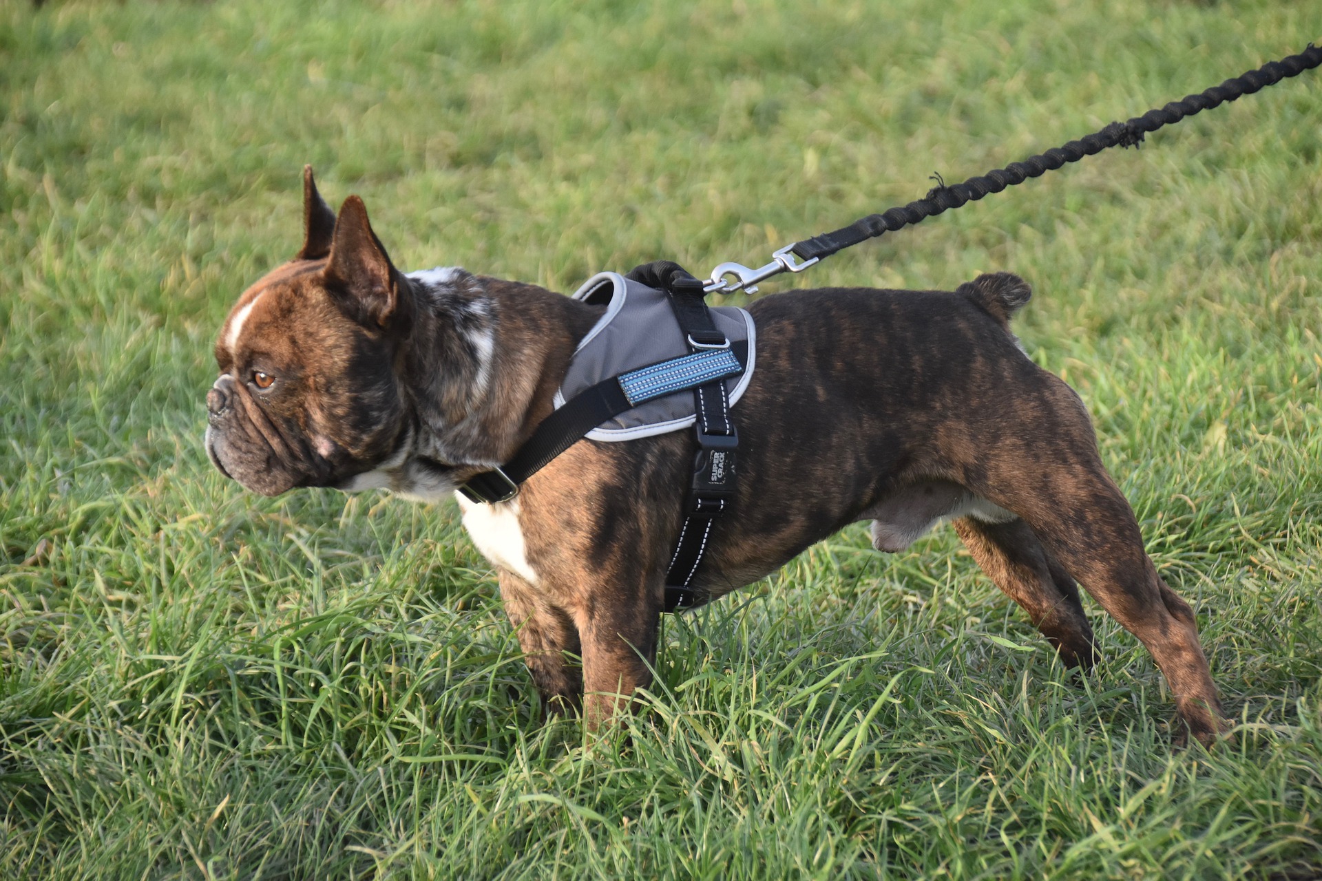 dog-pulling-on-leash