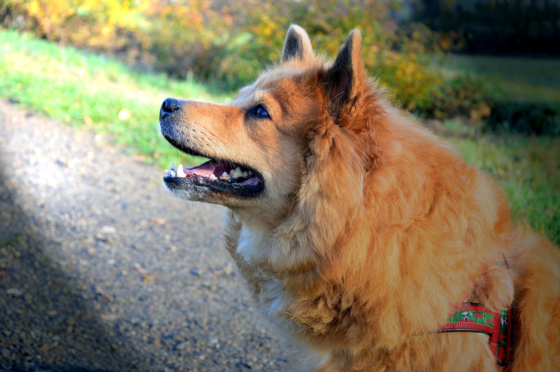 clicker-training-dogs