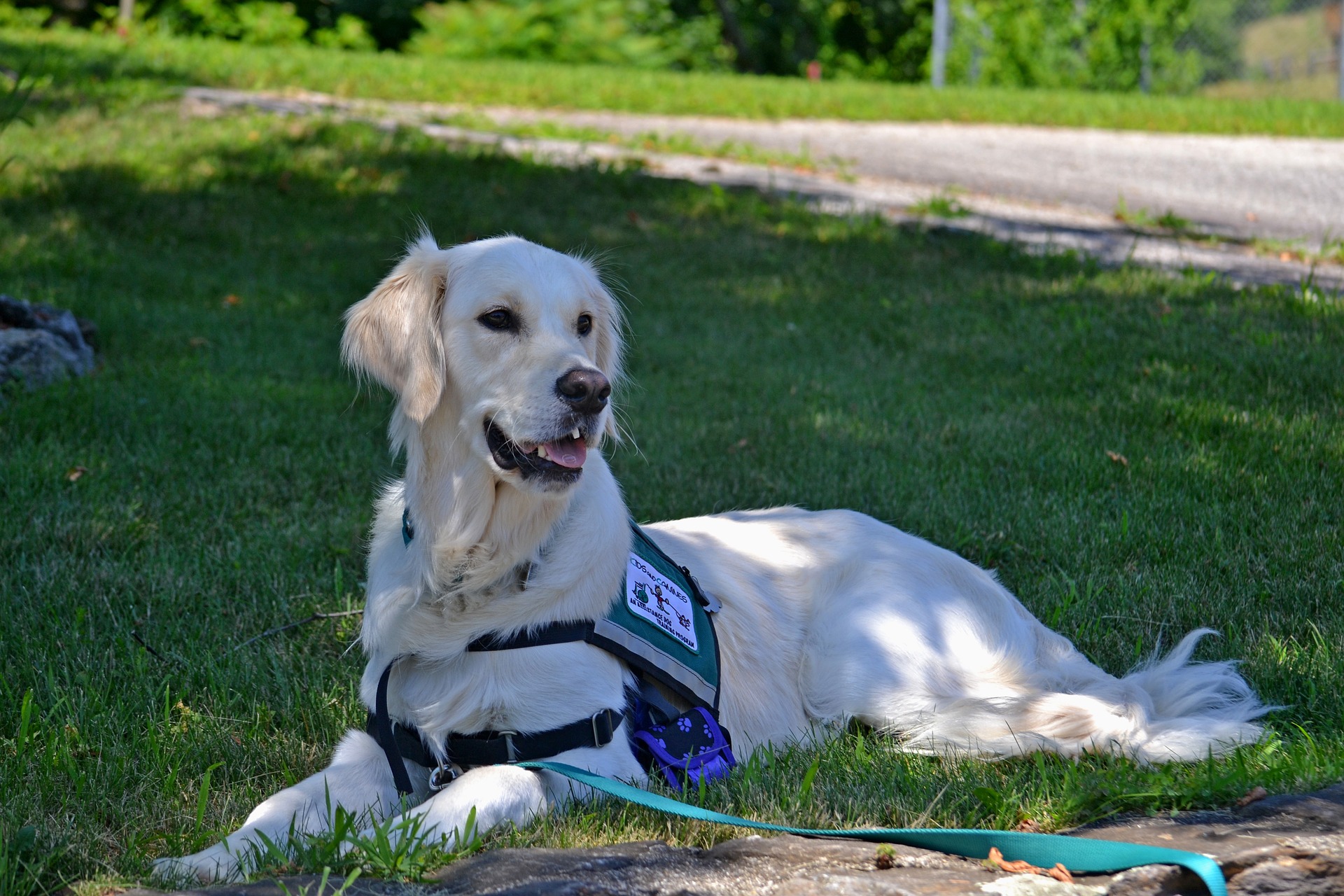 service-dog-bipolar