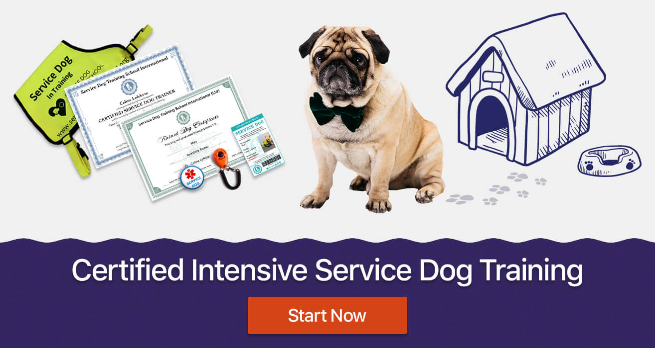 service dog training